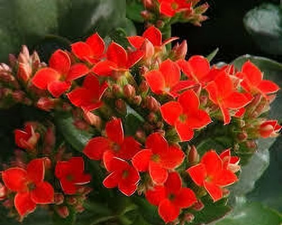 Bakuchi Kalanchoe Plant(Hybrid, Pack of 1)