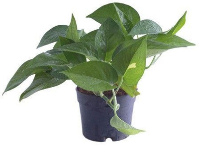 Bakuchi Money Plant(Hybrid, Pack of 1)