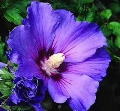 Bakuchi Hibiscus Plant(Hybrid, Pack of 1)