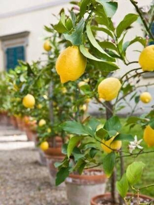 Cloud Farm Lemon Plant(Hybrid, Pack of 1)