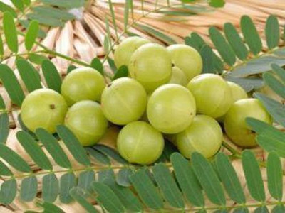 MAITRA AND SONS Amla Plant(Hybrid, Pack of 1)