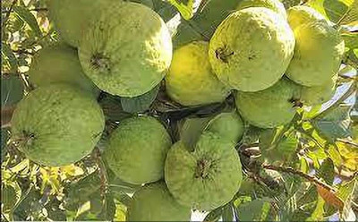 Corofitam Guava Plant(Hybrid, Pack of 1)