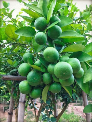 the green dotcom Lemon Plant(Hybrid, Pack of 1)