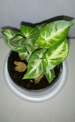 BISWAS GARDEN Money Plant(Hybrid, Pack of 1)