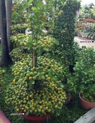 AFARTIOBINA Lemon Plant(Hybrid, Pack of 1)