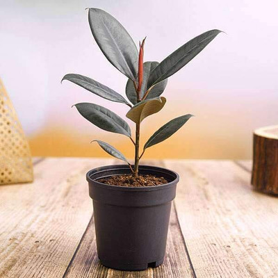 Aquinnah Rubber Tree(Hybrid, Pack of 1)