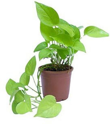 AFARTIOBINA Money Plant(Hybrid, Pack of 1)