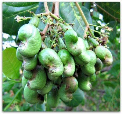 Bakuchi Cashew Apple Plant(Hybrid, Pack of 1)
