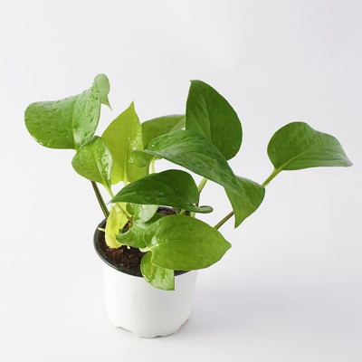 Bakuchi Money Plant(Hybrid, Pack of 1)