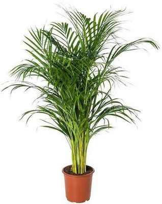 rimi Areca Plam(Hybrid, Pack of 1)