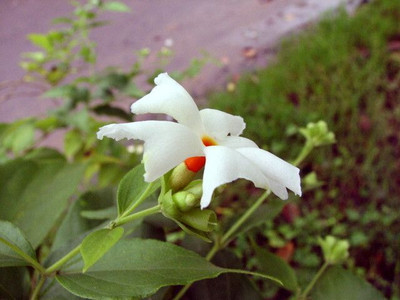 KUMUBON Night Bloom Jasmine Plant(Hybrid, Pack of 1)