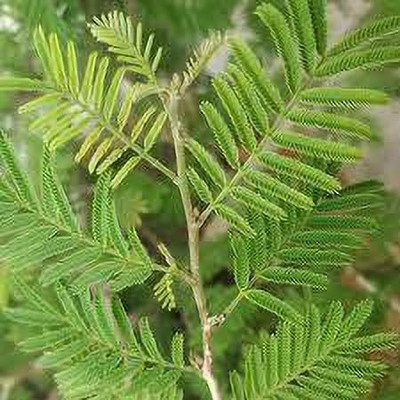 the green dotcom Shami/Jand Plant(Hybrid, Pack of 1)