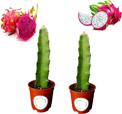 rimi Dragon Tree(Hybrid, Pack of 1)