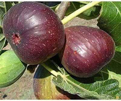 Cloud Farm Gular/Cluster Fig Plant(Hybrid, Pack of 1)