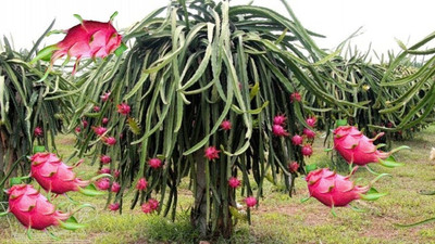 AFARTIOBINA Dragon Tree(Hybrid, Pack of 1)