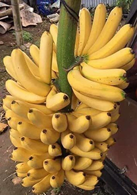 Risenshine Banana Plant(Hybrid, Pack of 1)
