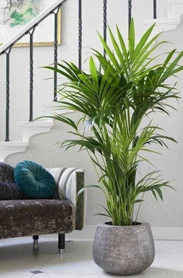 Zomoloco Areca Palm(Hybrid, Pack of 1)