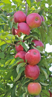 Bakuchi Apple Plant(Hybrid, Pack of 1)