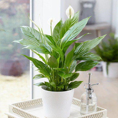 the green dotcom Peace Lily Plant(Hybrid, Pack of 1)