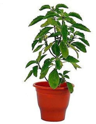 The Entacloo Tulsi Plant(Pack of 1)