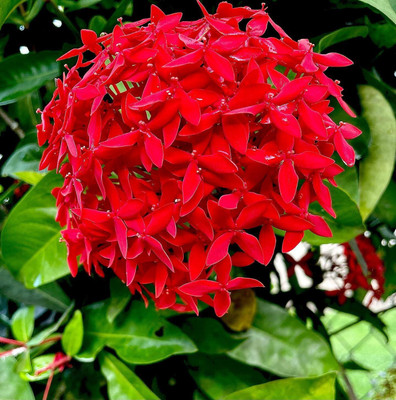 greenhousestore Trothic Ixora/Chethi Plant(Hybrid, Pack of 1)