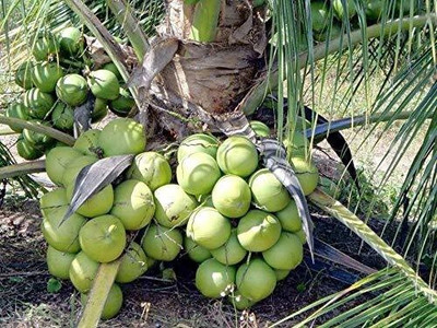 NurseryFriends Coconut Plant(Hybrid, Pack of 1)