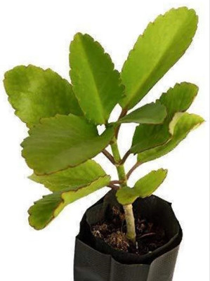 Agacha Bryophyllum Pinnatum/Patharchatta Plant(Hybrid, Pack of 1)
