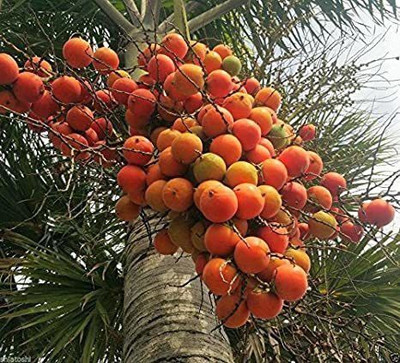 Platone Betel Nut/Supari Plant(Hybrid, Pack of 1)