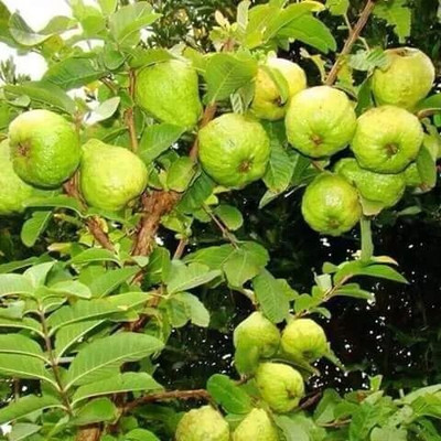 Ariya Guava Plant(Hybrid, Pack of 3)
