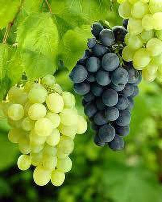 Bakuchi Grapes Plant(Hybrid, Pack of 1)