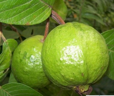 rimi Guava Plant(Hybrid, Pack of 1)
