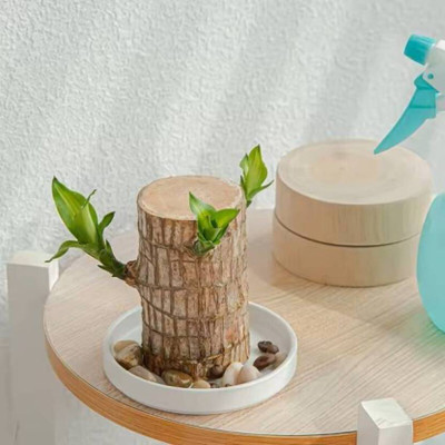DGSTORE Mini Brazalian wood(Pack of 1)