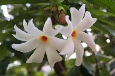 Bakuchi Parijat/Harsingar Plant(Hybrid, Pack of 1)