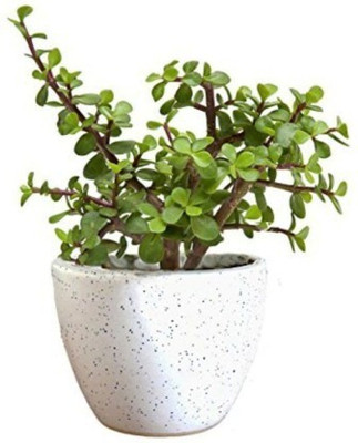 MiracleGarden Jade Plant(Hybrid, Pack of 1)