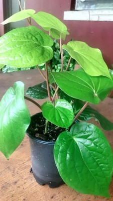 greenhousestore Betel Leaf Plant(Hybrid, Pack of 1)