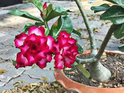 Oxygreenplant Adenium Plant(Hybrid, Pack of 1)