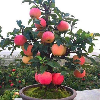 PlantNature Apple Plant(Hybrid, Pack of 1)