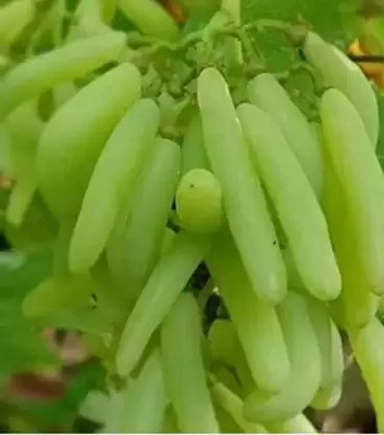 greenhousestore Grapes Plant(Hybrid, Pack of 1)
