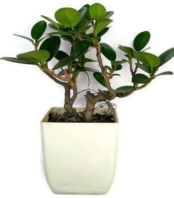 Bakuchi Ficus Plant(Hybrid, Pack of 1)