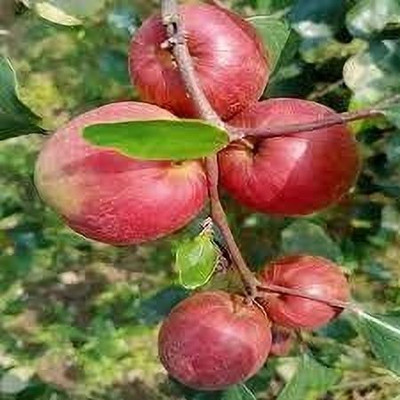 Bakuchi Ber Apple Plant(Hybrid, Pack of 1)
