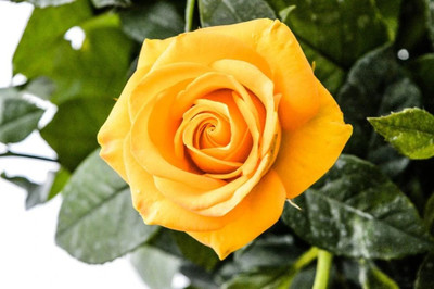 LeafLinkPlants Rose Plant(Hybrid, Pack of 1)