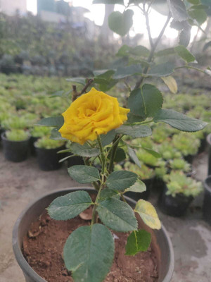 Bakuchi Rose Plant(Hybrid, Pack of 1)