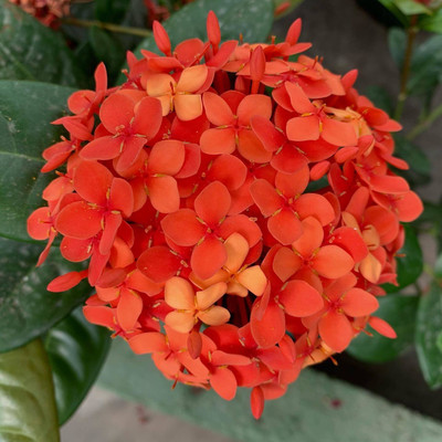 FUEGOASIS Trothic Ixora/Chethi Plant(Hybrid, Pack of 1)