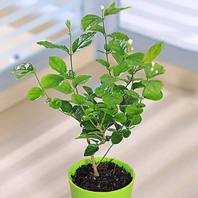 SKDIYA Jasmine Plant(Hybrid, Pack of 1)