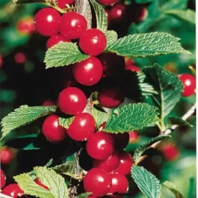 Bakuchi Cherry Fruit Plant(Hybrid, Pack of 1)