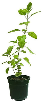 Bakuchi Tulsi Plant(Hybrid, Pack of 1)
