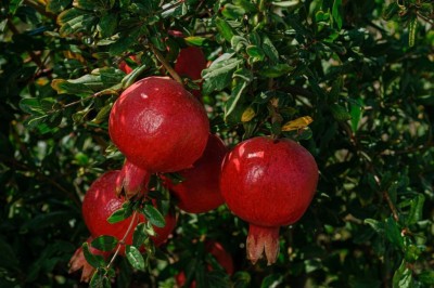 KUMUBON Pomegranate Plant(Hybrid, Pack of 1)