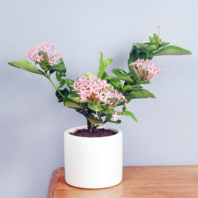 SBGARDEN Trothic Ixora/Chethi Plant(Hybrid, Pack of 1)