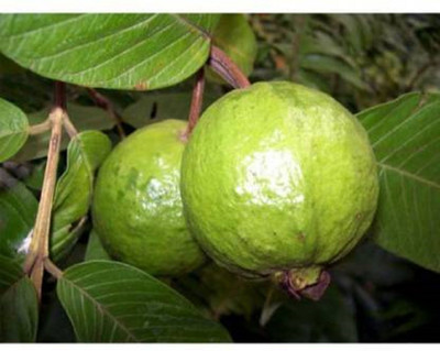 FUEGOASIS Guava Plant(Hybrid, Pack of 1)