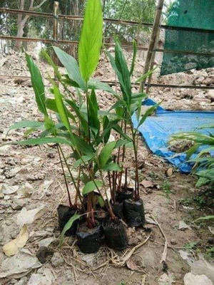 Bakuchi Elaichi/Cardamom Plant(Hybrid, Pack of 1)